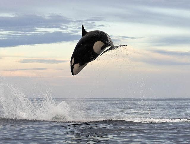El increible salto de cuatro metros de una orca de 5000 kilos