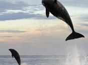 increible salto cuatro metros orca 5000 kilos