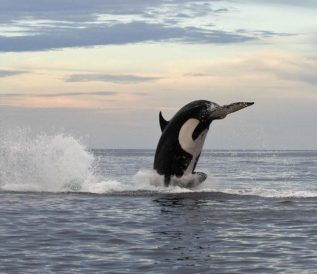 El increible salto de cuatro metros de una orca de 5000 kilos