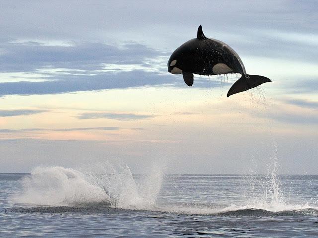 El increible salto de cuatro metros de una orca de 5000 kilos