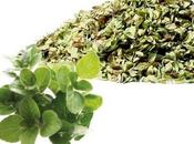 orégano: pasado presente lamiacea