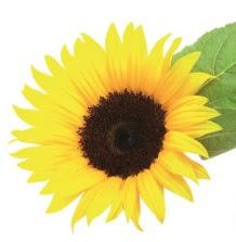 Conociendo la cosmética natural de SANS SOUCIS NATURKOSMETIK