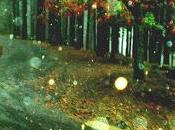 poco arte. fotografías. Lluvia pinar