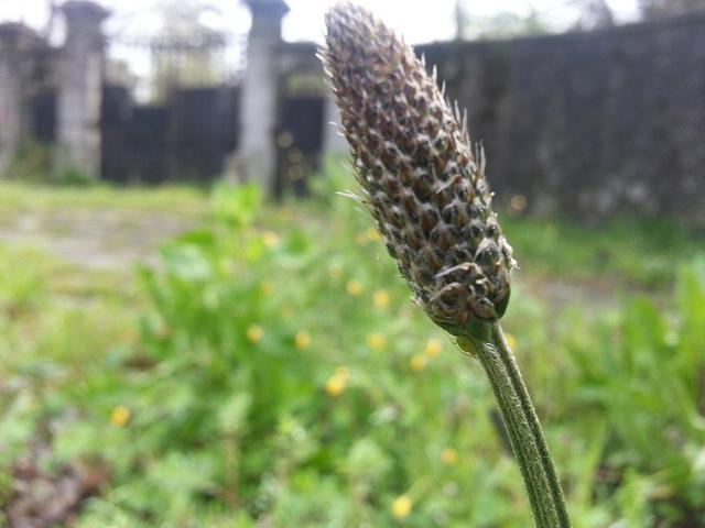 Androidografia Barakaldo 1431