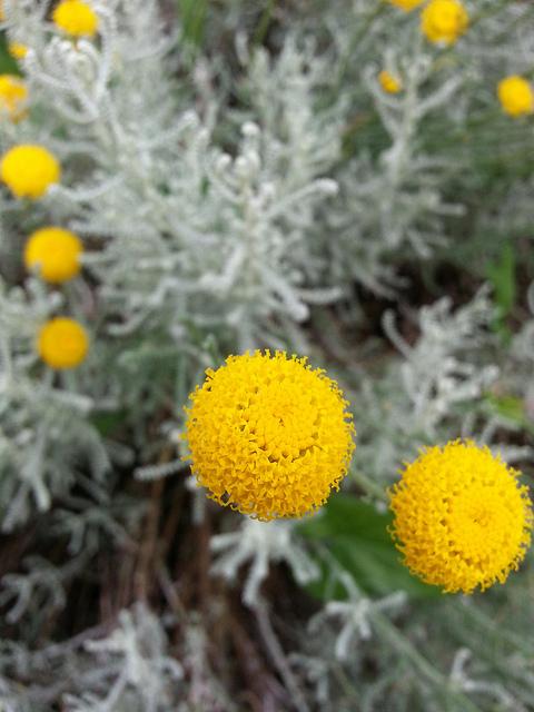 Androidografia Barakaldo 1433