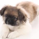 la socialización de un cachorro