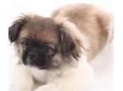 socialización cachorro