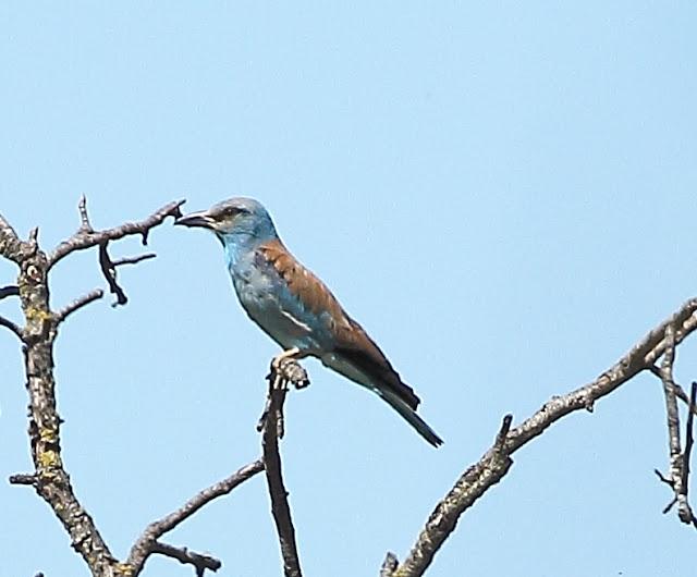 UNAS OBSERVACIONES DEL ULTIMO MES