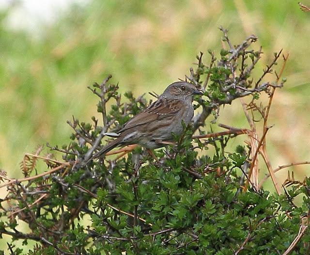 UNAS OBSERVACIONES DEL ULTIMO MES
