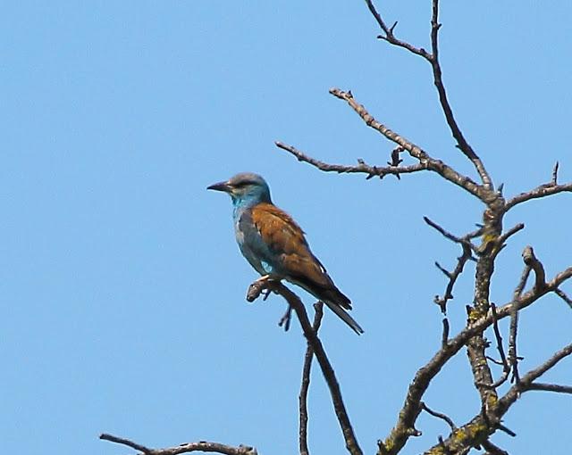 UNAS OBSERVACIONES DEL ULTIMO MES