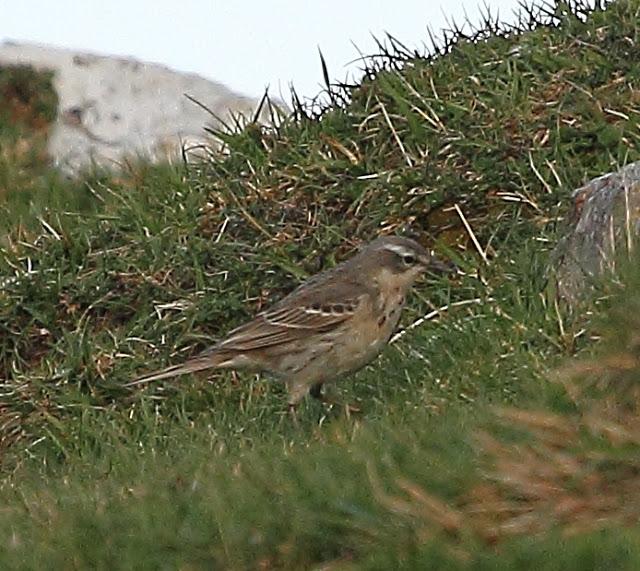 UNAS OBSERVACIONES DEL ULTIMO MES