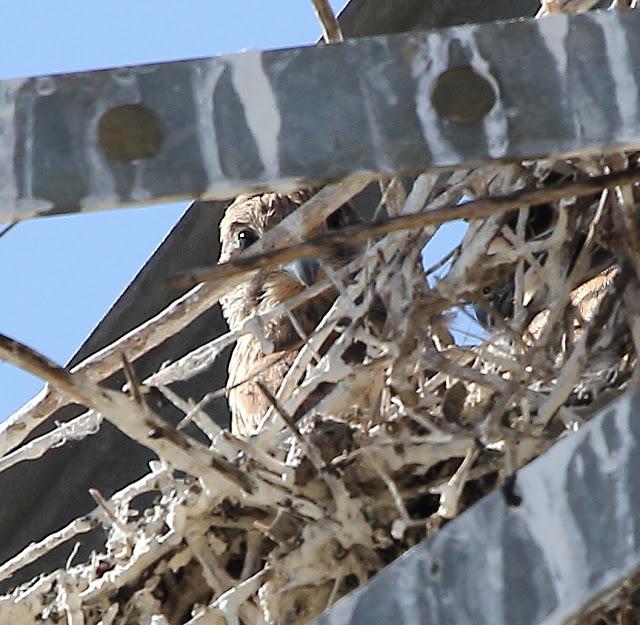 UNAS OBSERVACIONES DEL ULTIMO MES