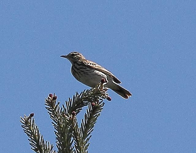 UNAS OBSERVACIONES DEL ULTIMO MES