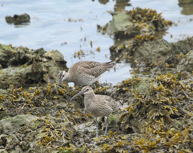 UNAS OBSERVACIONES DEL ULTIMO MES