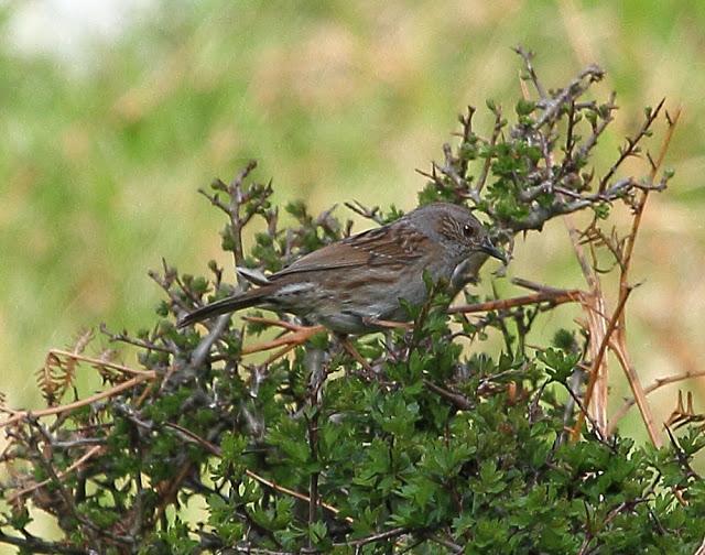 UNAS OBSERVACIONES DEL ULTIMO MES
