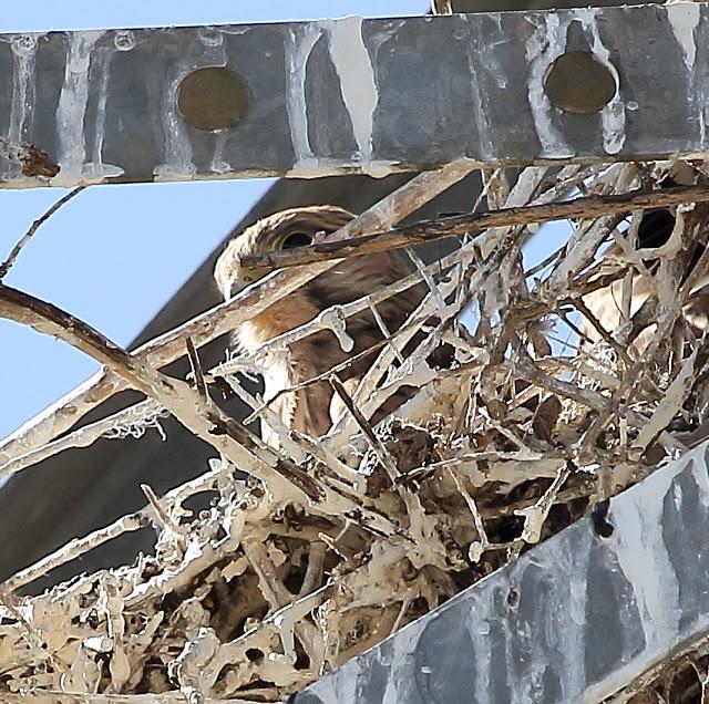 UNAS OBSERVACIONES DEL ULTIMO MES