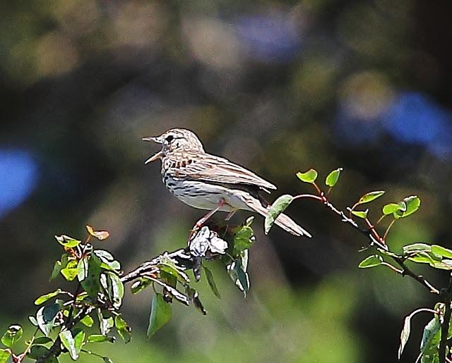 UNAS OBSERVACIONES DEL ULTIMO MES