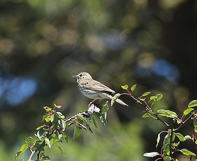 UNAS OBSERVACIONES DEL ULTIMO MES