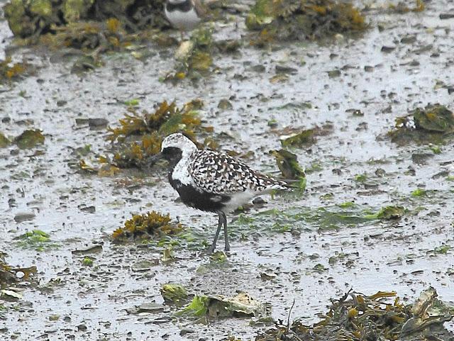 UNAS OBSERVACIONES DEL ULTIMO MES