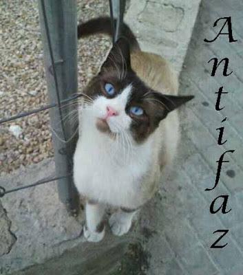 ANTIFAZ Y LAS MARIPOSAS DE CHOCOLATE