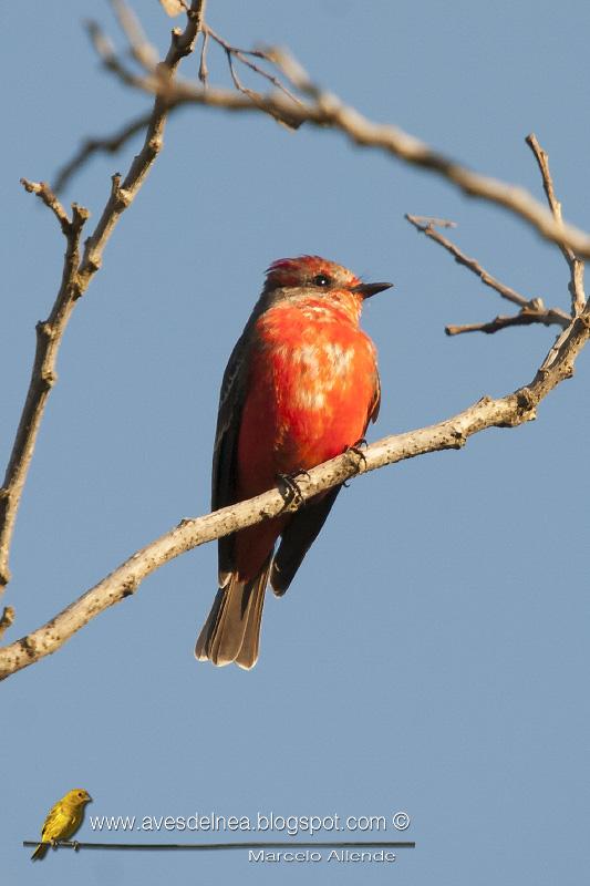 Churrinche (Vermillion Flycatcher) Pyrocephalus rubinus