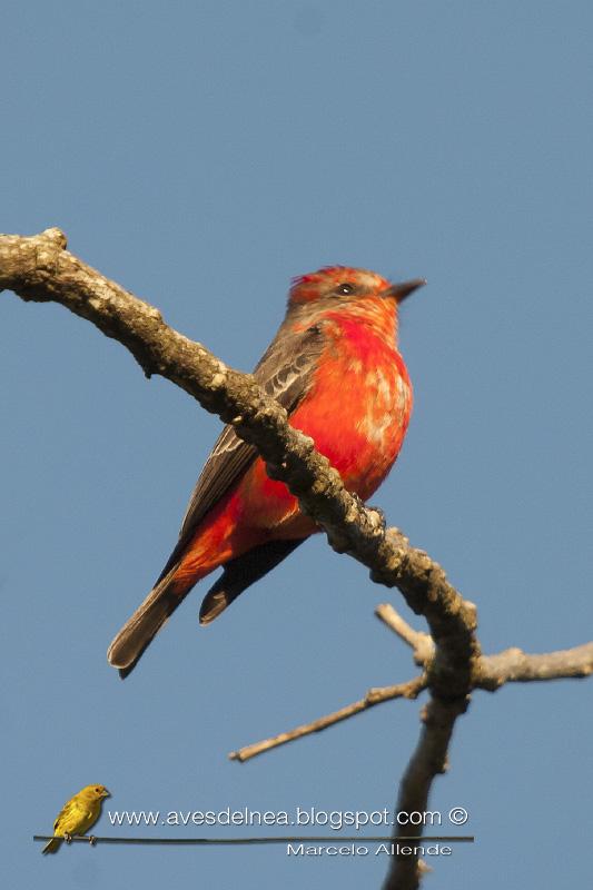 Churrinche (Vermillion Flycatcher) Pyrocephalus rubinus