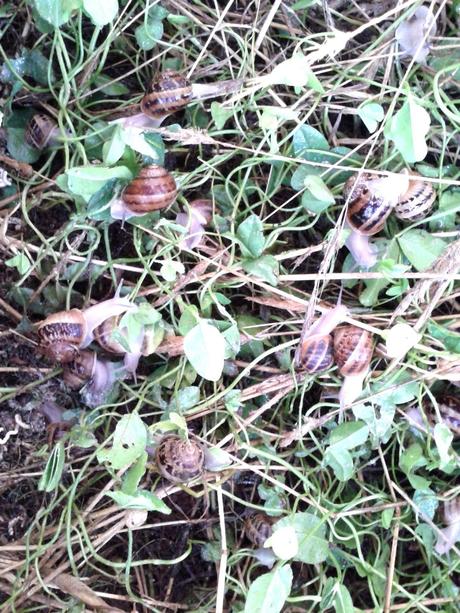 Receta de caracoles en salsa. Visita al Pastor de Caracoles