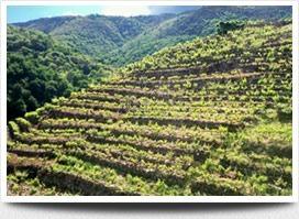 Toalde Mencía 2011, de Bodegas Preanes