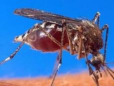Mosquitos Verano