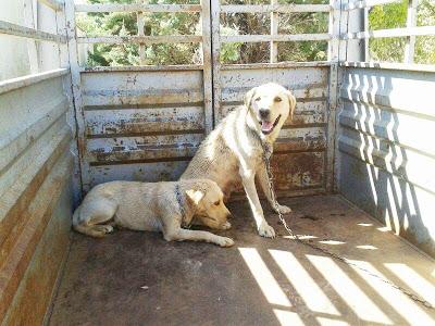 FECHA DE SACRIFICIO EL 1 DE AGOSTO. SON 10 PERROS BUENOS E INOCENTES. (BADAJOZ)