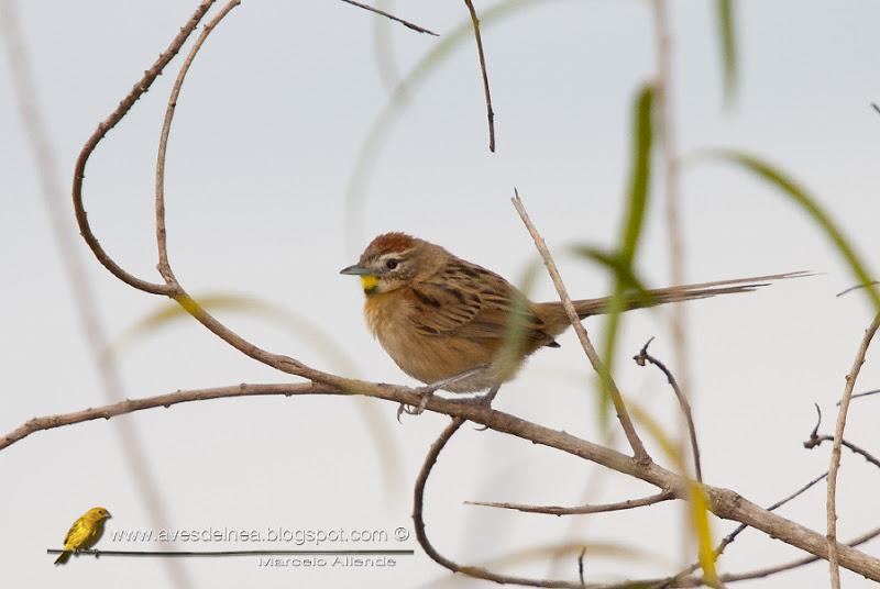 Chotoy (Chotoy Spinetail) Schoeniophylax phryganophila