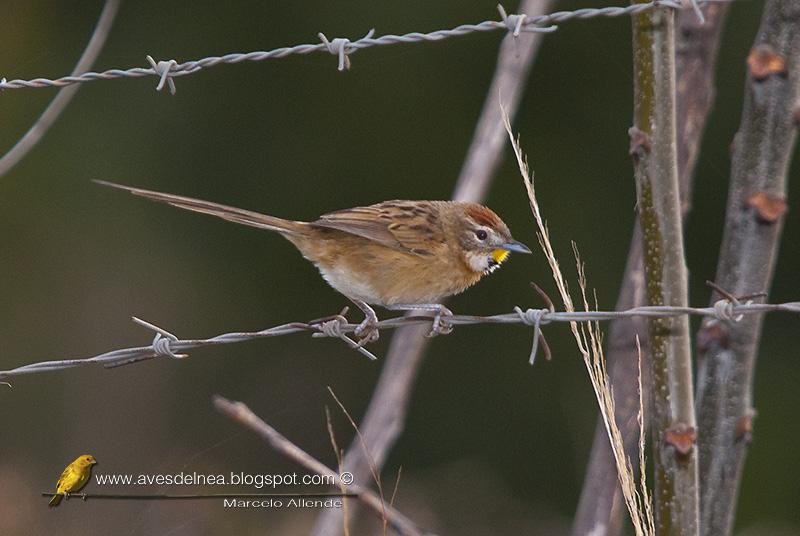 Chotoy (Chotoy Spinetail) Schoeniophylax phryganophila
