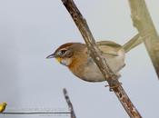 Chotoy (Chotoy Spinetail) Schoeniophylax phryganophila