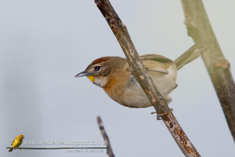 Chotoy (Chotoy Spinetail) Schoeniophylax phryganophila