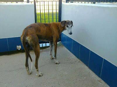 TURRÓN INMINENTE SU SACRIFICIO.