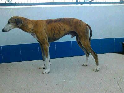 TURRÓN INMINENTE SU SACRIFICIO.