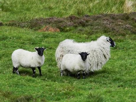 Pentland Hills en verano Pentland Hills en verano