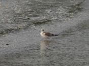 Gaviotas muda