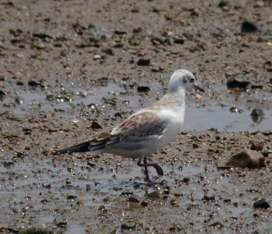 Gaviotas de muda