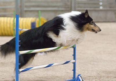 Agility