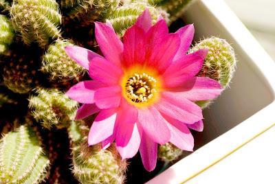 New collection CACTUS New collection CACTUS