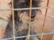 Gus, aterrado perrera. urgente acogida adopción.(málaga)