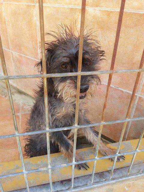 GUS, ATERRADO EN EN LA PERRERA. URGENTE ACOGIDA O ADOPCIÓN.(MÁLAGA)