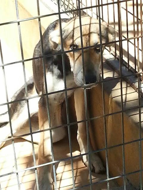 KAIMA ESTA ESQUELÉTICA, EN LA PERRERA NO RESISTIRÁ. (MÁLAGA)