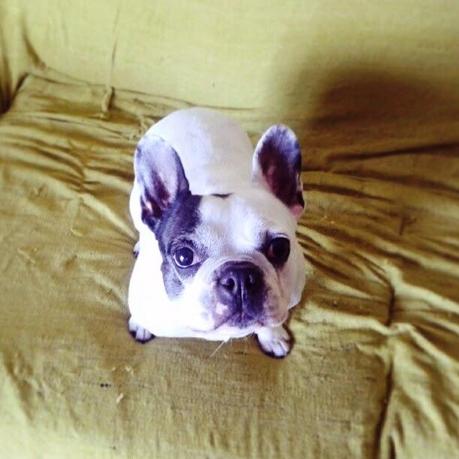 MASCOTAS AT HOME 2