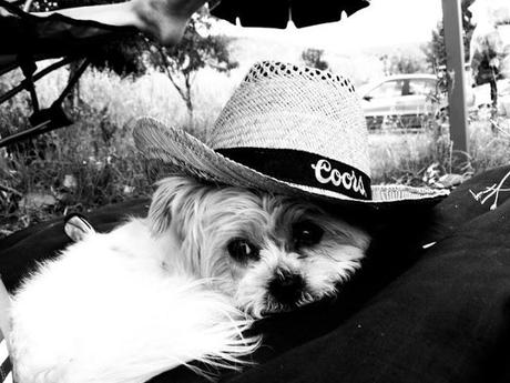 MASCOTAS AT HOME 2