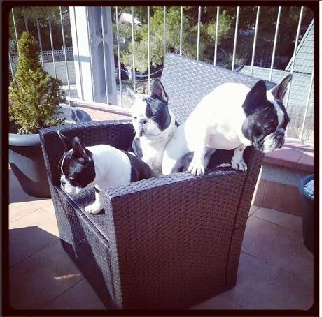 MASCOTAS AT HOME 2