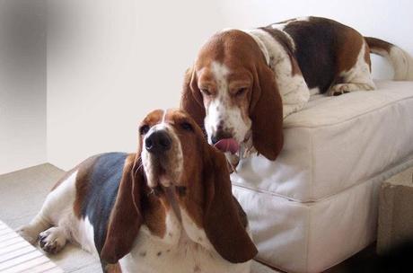 MASCOTAS AT HOME 2