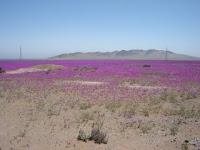 La explosión de belleza de un desierto florido