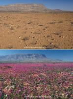 La explosión de belleza de un desierto florido